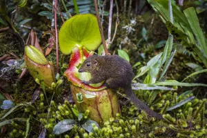 Mountain tree shrew (Tupaia montana) feeding on nectar secreted by the endemic Pitcher Plant Mountain tree shrew (Tupaia montana) feeding on nectar secreted by the endemic Pitcher Plant