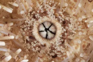 Mouth of Common Sea Urchin (Echinus esculentus) Guillaumesse, Sark, British Channel Islands Mouth of Common Sea Urchin (Echinus esculentus) Guillaumesse, Sark, British Channel Islands