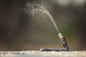 Mozambique Spitting Cobra (Naja mossambica) ejecting venom Kruger, South Africa Mozambique Spitting Cobra (Naja mossambica) ejecting venom Kruger, South Africa