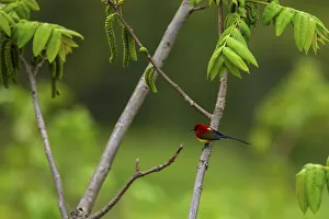Mrs Gould's sunbird (Aethopyga gouldiae) perched on branch, Tangjiahe Nature Reserve Mrs Gould's sunbird (Aethopyga gouldiae) perched on branch, Tangjiahe Nature Reserve