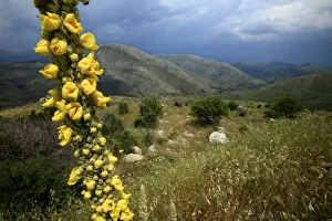Mullein (Verbascum sp) in flower, with landscape behind, Southern Peloponnese, Greece Mullein (Verbascum sp) in flower, with landscape behind, Southern Peloponnese, Greece