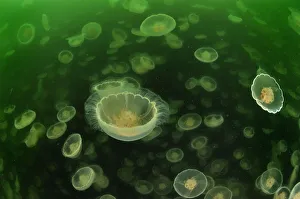 Multitudes of Moon jellyfish (Aurelia labiata), Alaska, USA, Gulf of Alaska Multitudes of Moon jellyfish (Aurelia labiata), Alaska, USA, Gulf of Alaska