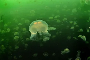 Multitudes of Moon jellyfish (Aurelia labiata), Alaska, USA, Gulf of Alaska Multitudes of Moon jellyfish (Aurelia labiata), Alaska, USA, Gulf of Alaska