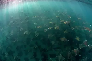 Marine Life In Mexico Prints: Munk's devil rays (Mobula munkiana) large shoal aggregating underwater with sunrays penetrating sea surface
