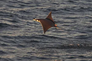 Munk's mobula ray / Devilray (Mobula munkiana) leaping out of the water, Sea of Cortez Munk's mobula ray / Devilray (Mobula munkiana) leaping out of the water, Sea of Cortez