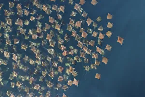 Munk's pygmy devil ray / Munk's mobula (Mobula munkiana) large school from the air Munk's pygmy devil ray / Munk's mobula (Mobula munkiana) large school from the air