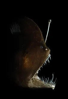 Murrays abyssal anglerfish (Melanocetus murrayi) Atlantic ocean Murrays abyssal anglerfish (Melanocetus murrayi) Atlantic ocean