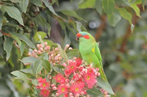 Musk lorikeet (Glossopsitta concinna) feeding on flowers in a Eucalyptus tree Musk lorikeet (Glossopsitta concinna) feeding on flowers in a Eucalyptus tree