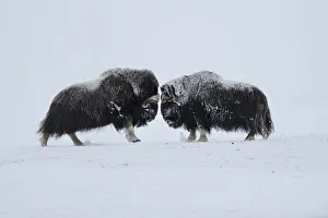 Two Muskox (Ovibos moschatus) face to face, Dovrefjell National Park, Norway, February Two Muskox (Ovibos moschatus) face to face, Dovrefjell National Park, Norway, February
