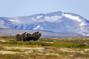 Muskox {Ovibos moschatus} pair on the tundra in autumn, Dovrefjell National Park, Norway Muskox {Ovibos moschatus} pair on the tundra in autumn, Dovrefjell National Park, Norway