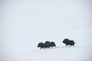 Three Muskox (Ovibos moschatus) running through snow, Dovrefjell National Park, Norway Three Muskox (Ovibos moschatus) running through snow, Dovrefjell National Park, Norway