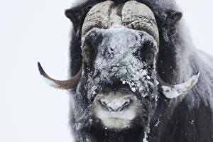 Muskox (Ovibos moschatus) with snow on face, Dovrefjell National Park, Norway, February 2009 Muskox (Ovibos moschatus) with snow on face, Dovrefjell National Park, Norway, February 2009