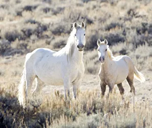 Mustang / Wild horses, mare with foal Mica, Adobe Town herd, Wyoming, USA, October 2010 Mustang / Wild horses, mare with foal Mica, Adobe Town herd, Wyoming, USA, October 2010
