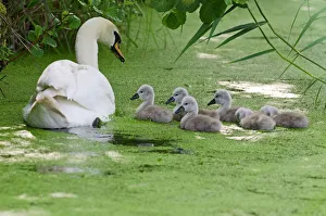 Mute swan (Cygnus olor) adult with cygnets on water, Woodwalton Fen, Cambridgeshire Mute swan (Cygnus olor) adult with cygnets on water, Woodwalton Fen, Cambridgeshire