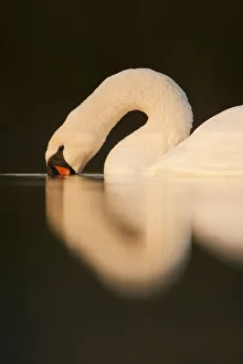 Mute Swan (Cygnus olor) with its beak in water. Fife, Scotland, November Mute Swan (Cygnus olor) with its beak in water. Fife, Scotland, November