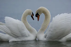 Mute swan (Cygnus olor) pair courting. Walthamstow reservoir, London, UK Mute swan (Cygnus olor) pair courting. Walthamstow reservoir, London, UK