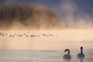 Mute swan (Cygnus olor) pair on misty lake, Amsterdamse Waterleidingduinen Nature Reserve Mute swan (Cygnus olor) pair on misty lake, Amsterdamse Waterleidingduinen Nature Reserve