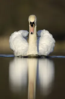 Mute swan (Cygnus olor) territorial adult, aggressive display posture, Derbyshire Mute swan (Cygnus olor) territorial adult, aggressive display posture, Derbyshire