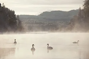 Mute swan (Cygnus olor) four on water in winter dawn mist, Loch Insh, Cairngorms NP Mute swan (Cygnus olor) four on water in winter dawn mist, Loch Insh, Cairngorms NP