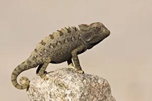 Namaqua chameleon (Chamaeleo namaquensis) standing on rock, Namib-Naukluft National Park Namaqua chameleon (Chamaeleo namaquensis) standing on rock, Namib-Naukluft National Park