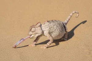 Namaqua chameleon (Chamaeleo namaquensis) catching larvae with its extended tongue Namaqua chameleon (Chamaeleo namaquensis) catching larvae with its extended tongue