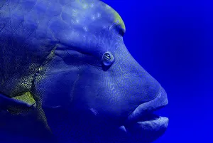 Napoleon wrasse (Cheilinus undulatus) portrait. Red Sea, Egypt. October Napoleon wrasse (Cheilinus undulatus) portrait. Red Sea, Egypt. October