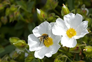 Narcissus fly (Merodon equestris) male nectaring on Rock rose (Cistus x hybridus Narcissus fly (Merodon equestris) male nectaring on Rock rose (Cistus x hybridus