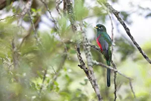 Narina Trogon Print, Hluhluwe Game Reserve