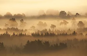 Native pine forest silhouetted at dawn with rising mist. Cairngorms National Park Native pine forest silhouetted at dawn with rising mist. Cairngorms National Park
