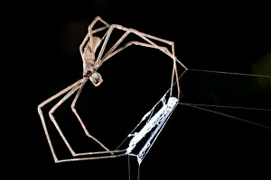 Net-casting / Ogre-faced Spider (Deinopis sp.) with net. Active at night, Masoala National Park Net-casting / Ogre-faced Spider (Deinopis sp.) with net. Active at night, Masoala National Park