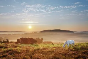 New Forest pony grazing on Latchmore Bottom at dawn, view from Dorridge Hill, The New Forest pony grazing on Latchmore Bottom at dawn, view from Dorridge Hill, The
