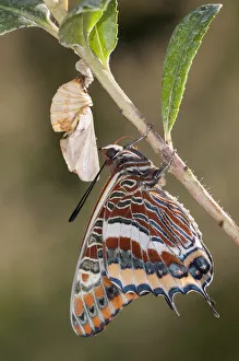 Newly emerged adult Two-tailed Pasha butterfly (Charaxes jasius) Podere Montecucco Newly emerged adult Two-tailed Pasha butterfly (Charaxes jasius) Podere Montecucco