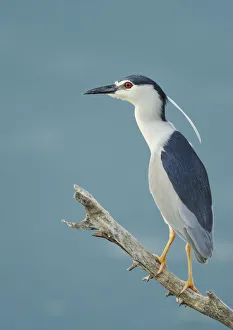 Night heron (Nycticorax nycticorax) on branch, Lake Kerkini, Macedonia, Greece, May 2009 Night heron (Nycticorax nycticorax) on branch, Lake Kerkini, Macedonia, Greece, May 2009
