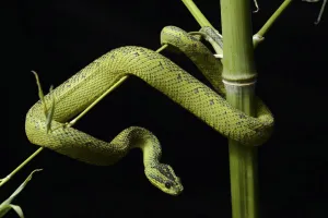 Nitsches bush Viper (Atheris nitschei) captive, from Uganda and Congo Nitsches bush Viper (Atheris nitschei) captive, from Uganda and Congo