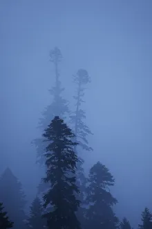Nordmann fir (Abies nordmanniana) trees in fog, near Dombay, Teberdinsky biosphere reserve Nordmann fir (Abies nordmanniana) trees in fog, near Dombay, Teberdinsky biosphere reserve