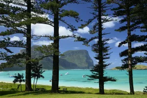 Norfolk Island pine trees (Araucaria heterophylla) near lagoon with Mount Lidgbird Norfolk Island pine trees (Araucaria heterophylla) near lagoon with Mount Lidgbird