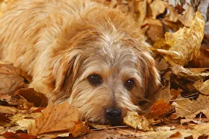 Norfolk terrier portrait, lying in autumn foliage Norfolk terrier portrait, lying in autumn foliage
