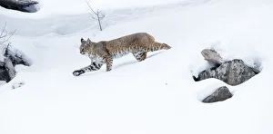 North American bobcat (Lynx rufus) striding through deep snow. Madison River Valley North American bobcat (Lynx rufus) striding through deep snow. Madison River Valley