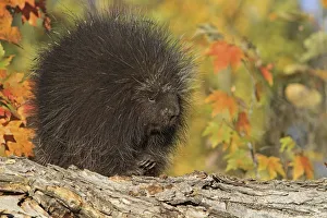 North American porcupine (Erethizon dorsatum), captive, USA, September North American porcupine (Erethizon dorsatum), captive, USA, September