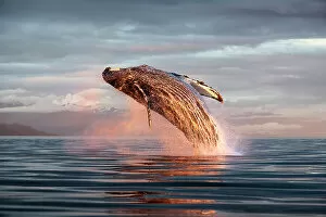 Prints for your Bathroom Collection: North Pacific humpback whale (Megaptera novaeangliae kuzira) breaching at sunset