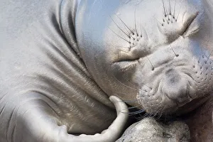 Northern elephant seal (Mirounga angustirostris) close-up of weaner / juvenile sleeping Northern elephant seal (Mirounga angustirostris) close-up of weaner / juvenile sleeping