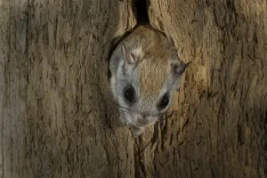 Carolina Flying Squirrel Carolina Flying Squirrel