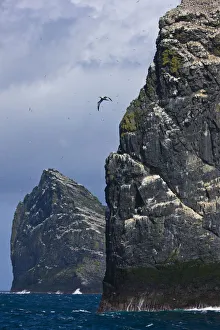 Northern gannet (Morus bassanus) colonies on Stac Lee and Stac an Armin, St. Kilda Archipielago Northern gannet (Morus bassanus) colonies on Stac Lee and Stac an Armin, St. Kilda Archipielago
