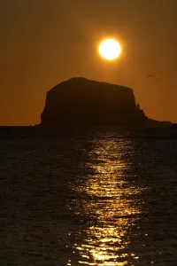 Northern gannet (Morus bassanus) colony in flight over Bass Rock at sunrise, Firth of Forth Northern gannet (Morus bassanus) colony in flight over Bass Rock at sunrise, Firth of Forth