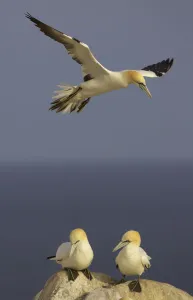 Northern gannet (Morus bassanus) flying over two on rock, Saltee Islands, Ireland Northern gannet (Morus bassanus) flying over two on rock, Saltee Islands, Ireland