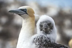 Northern gannet (Morus bassanus) nestling with adult. Bass Rock, Scotland, UK. August Northern gannet (Morus bassanus) nestling with adult. Bass Rock, Scotland, UK. August
