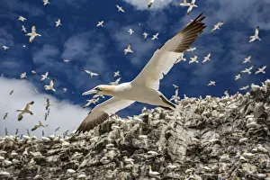 Northern gannets (Morus bassanus) colony with birds in flight, Bass Rock, Scotland, UK Northern gannets (Morus bassanus) colony with birds in flight, Bass Rock, Scotland, UK
