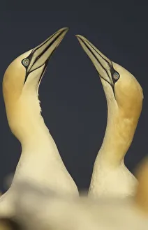 Northern gannets (Morus bassanus) displaying, Saltee Islands, Ireland, May 2008 Northern gannets (Morus bassanus) displaying, Saltee Islands, Ireland, May 2008