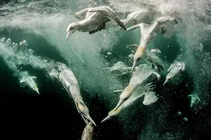 Northern gannets (Morus bassanus) diving for fish, split level shot, Shetland, Scotland, UK, July Northern gannets (Morus bassanus) diving for fish, split level shot, Shetland, Scotland, UK, July