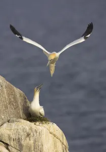 Northern gannets (Morus bassanus) pair at nest, Saltee Islands, Ireland, June 2009 Northern gannets (Morus bassanus) pair at nest, Saltee Islands, Ireland, June 2009